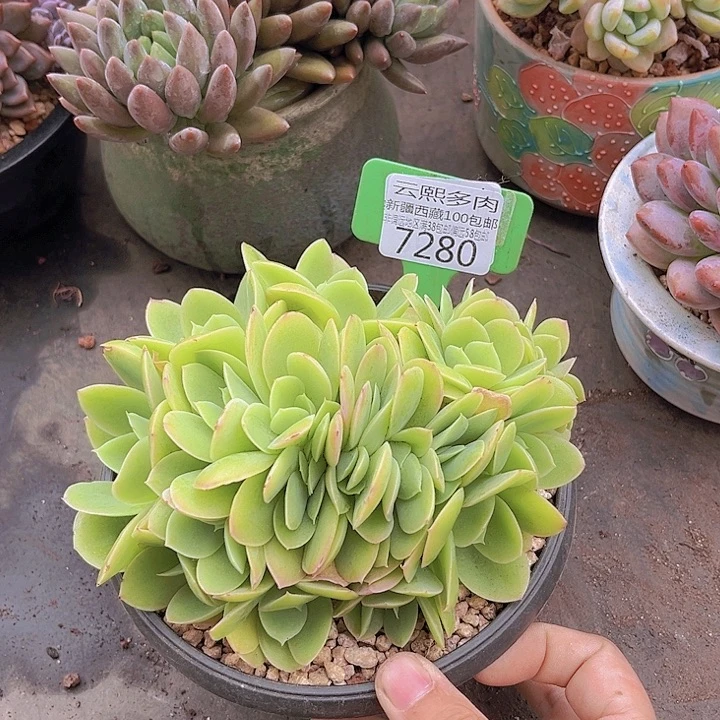 7280星娜塔缀。