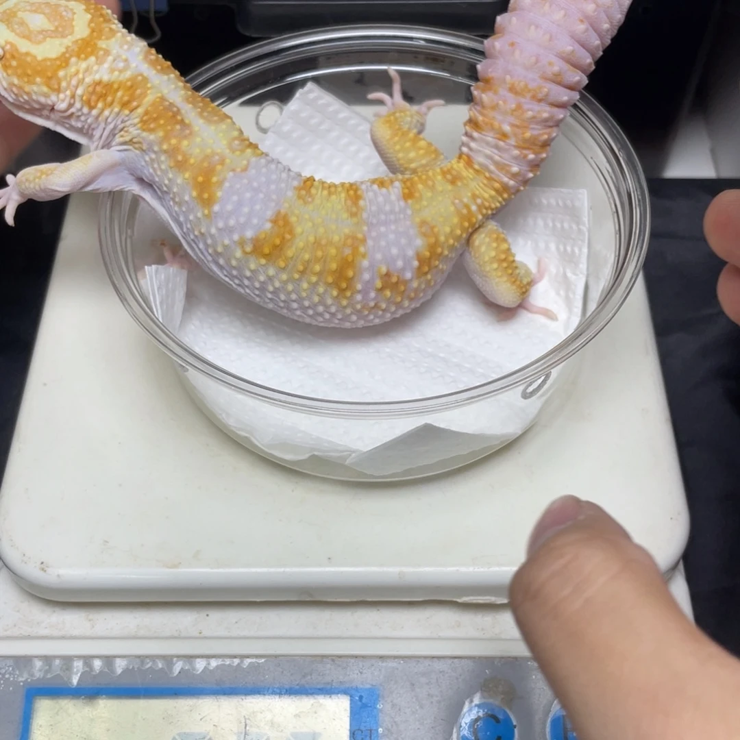 豹纹守宫白黄川普 弟弟 体重98g