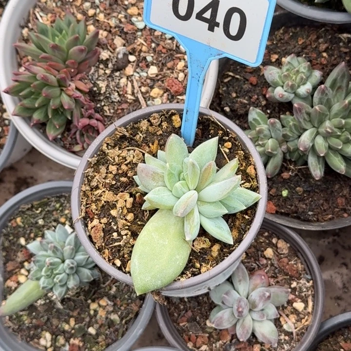 多肉植物波光美人040