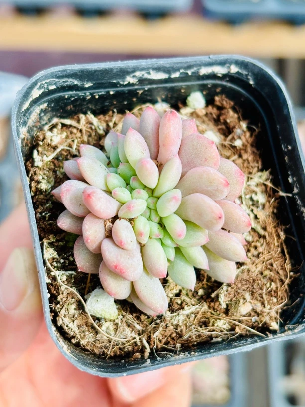 爱丽儿缀多肉植物小盆栽室内办公室高端桌面花卉懒人绿植