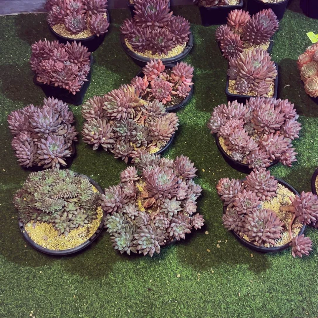 雪***飘美人系14盆雪花姐