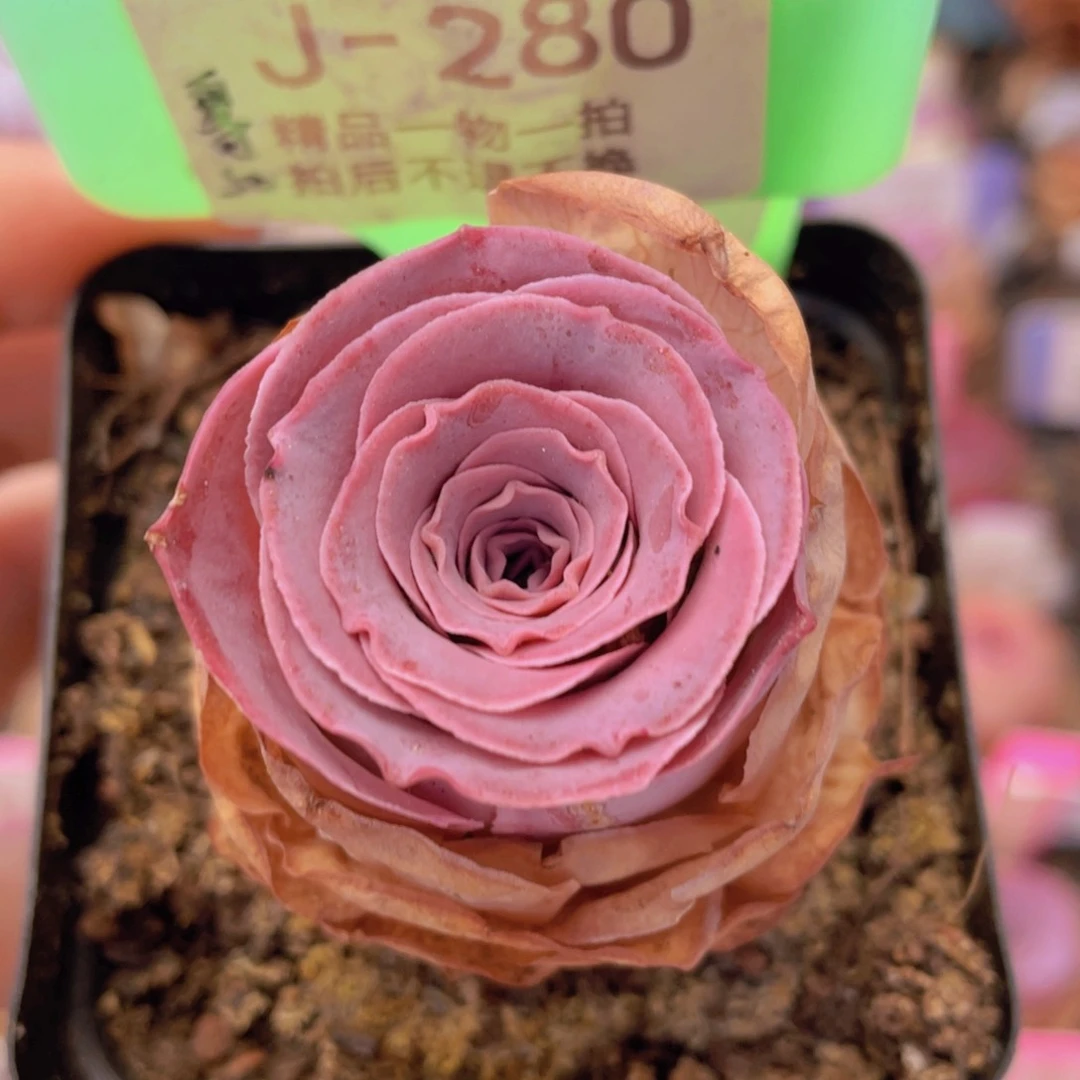 山地玫瑰浣纱J280