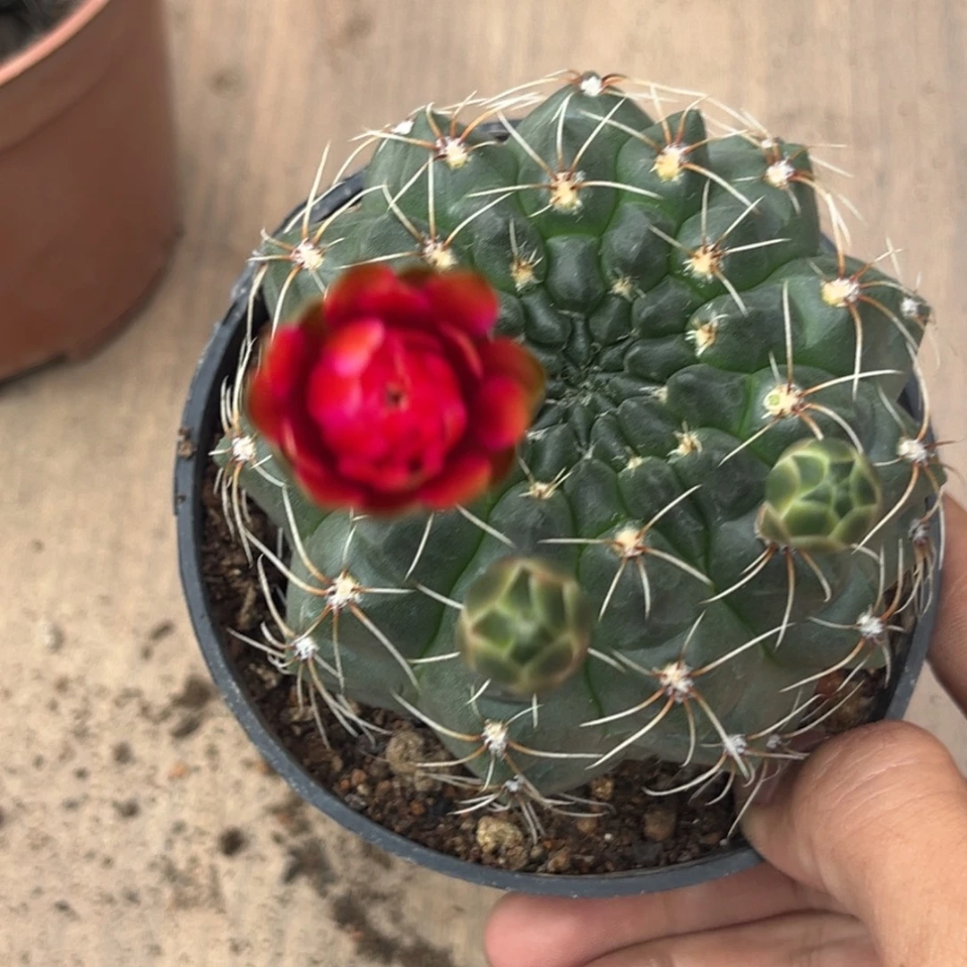 吨***～实生绯花玉仙人球1