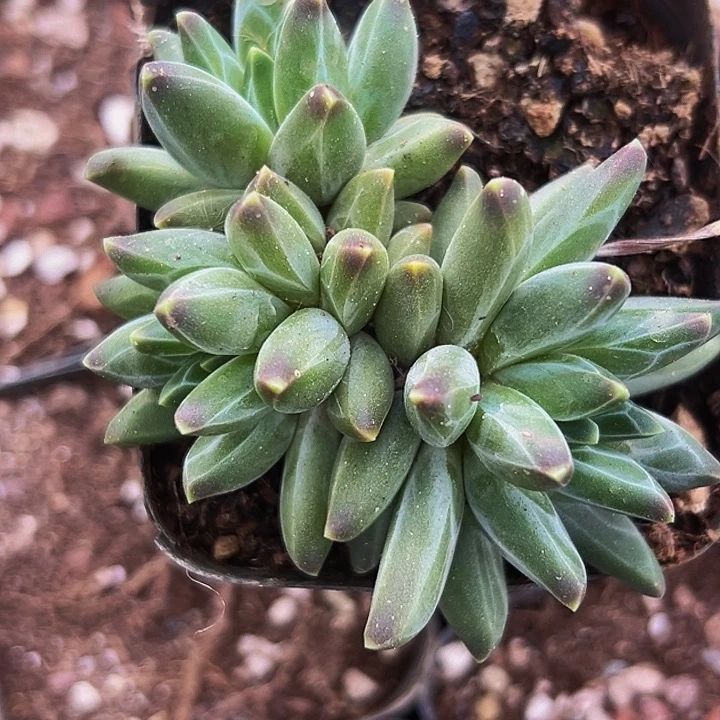 1颗美人系列多肉植物