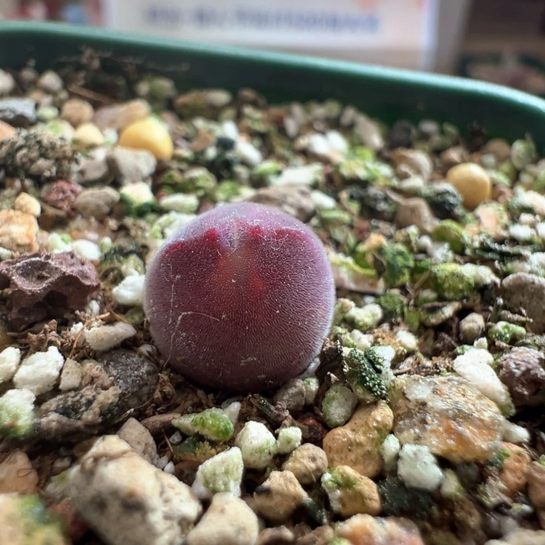 529。万赞福利。青蛙两年半紫红大眼空蝉