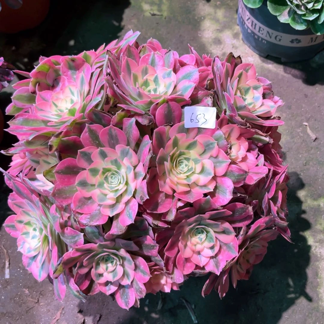 多肉植物女巫653