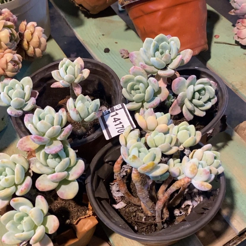 【闪购商品】冷香四颗14170