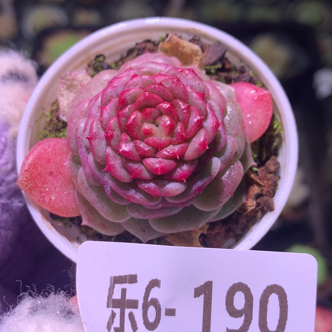 乐然 6-190 落霞单头