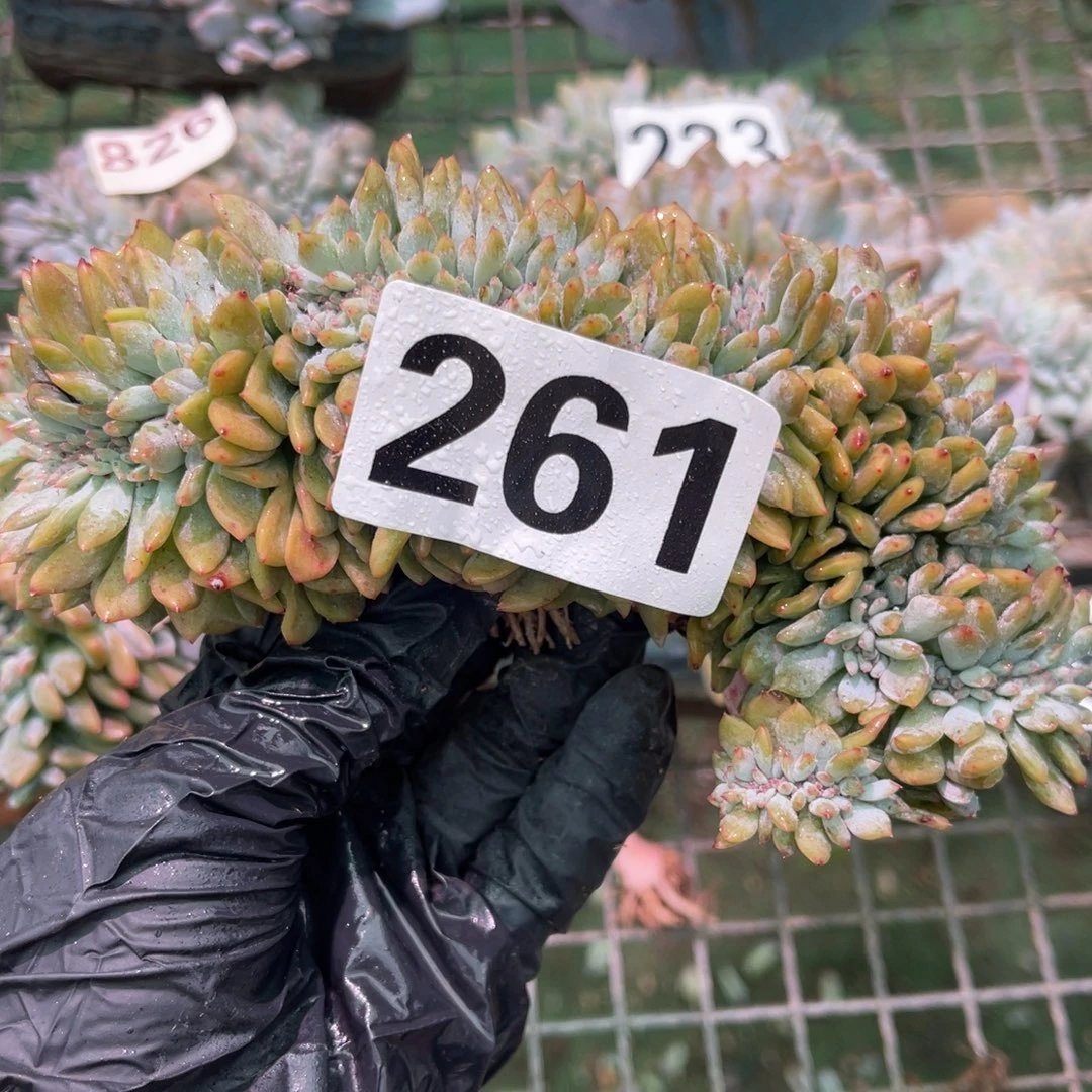 261号5588888888999