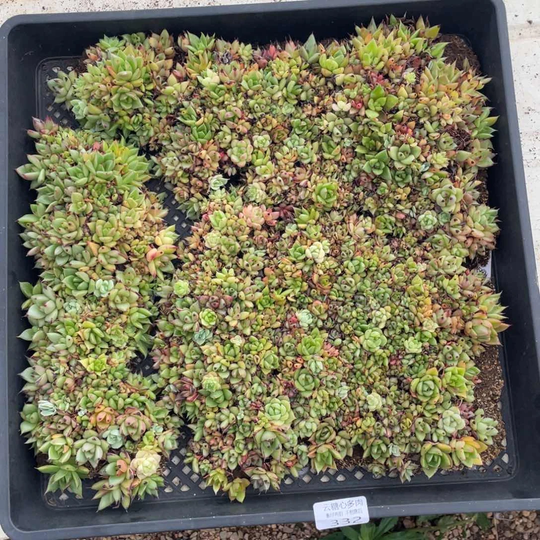 云糖心多肉植物332