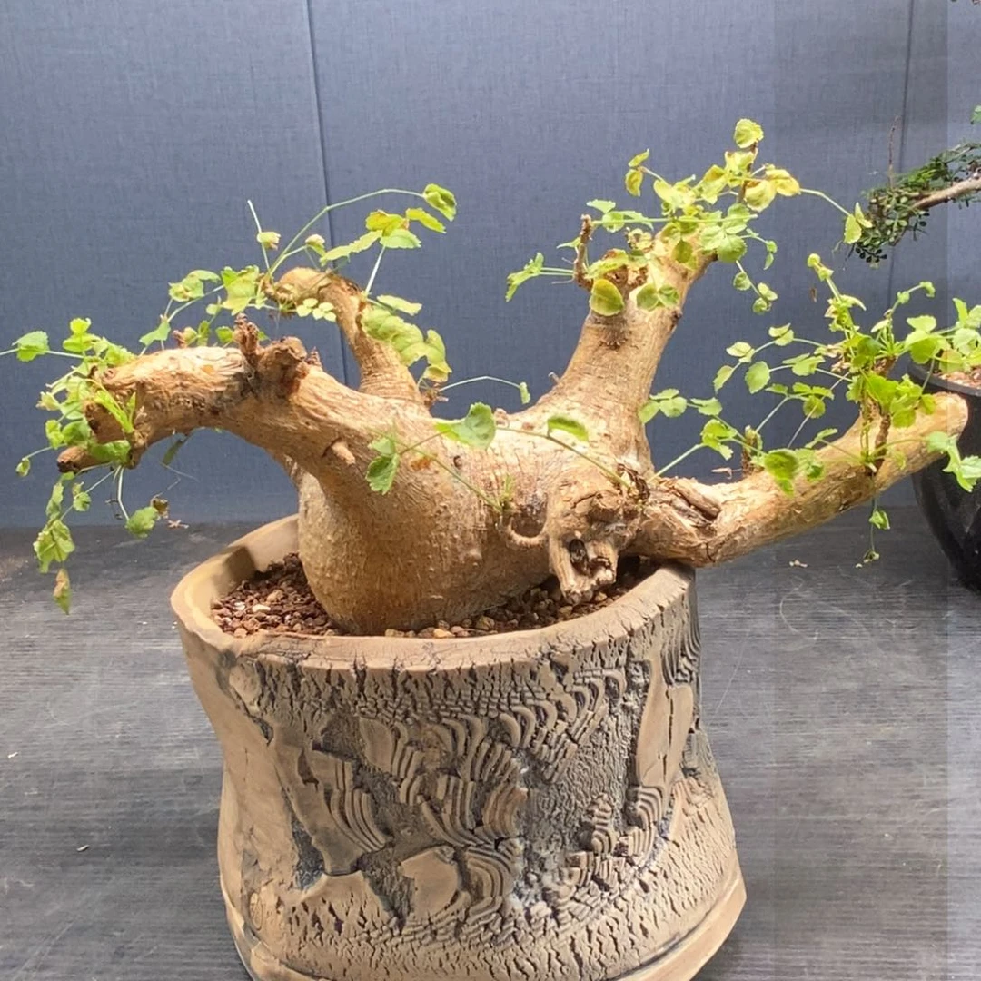 H****n岩生橄榄产地熟桩