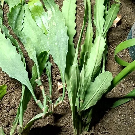 w***h完全开放令箭何花唐黄棉花糖