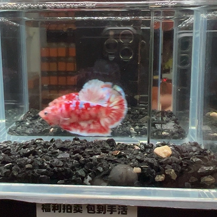斗鱼竞拍跑单拉黑17日128