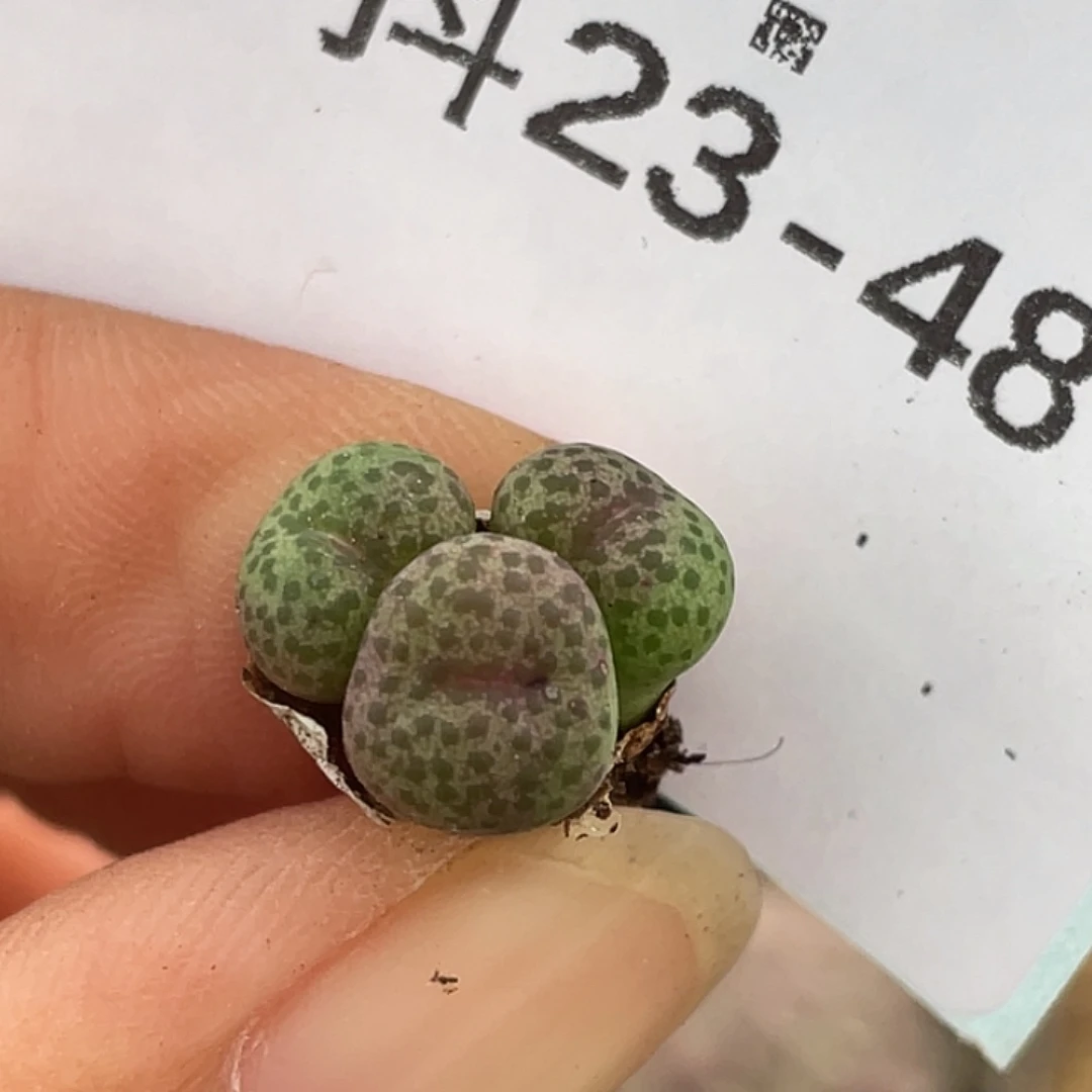 23-48金桔多肉植物