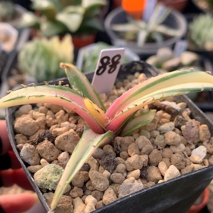 龙舌兰白鲸粉黄中斑锦