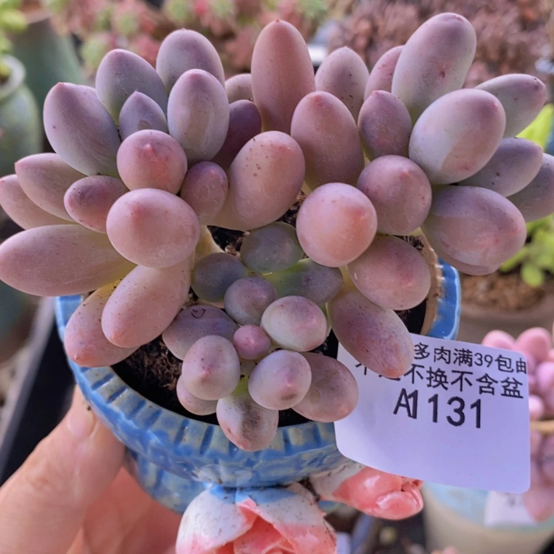 汤圆8cm131多肉植物