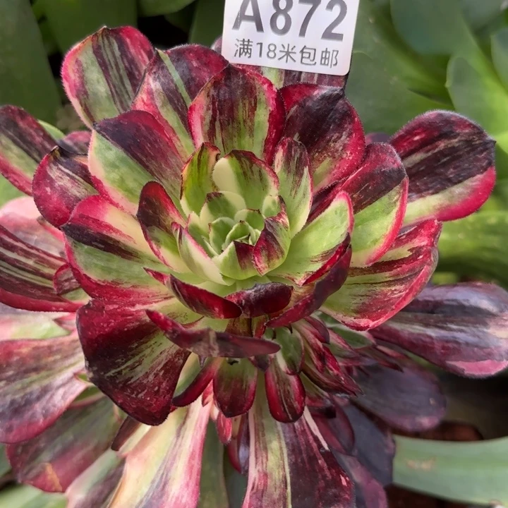 多肉法师伯爵捧花