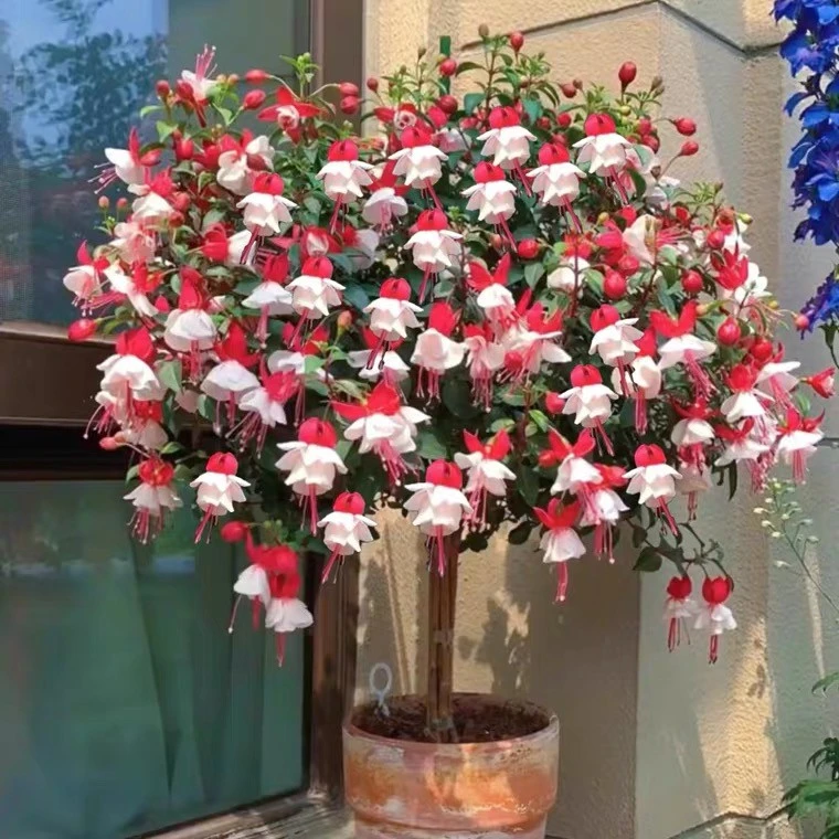 【老桩花苗】倒挂金钟棒棒糖盆栽 灯笼花盆栽耐寒好养四季开花