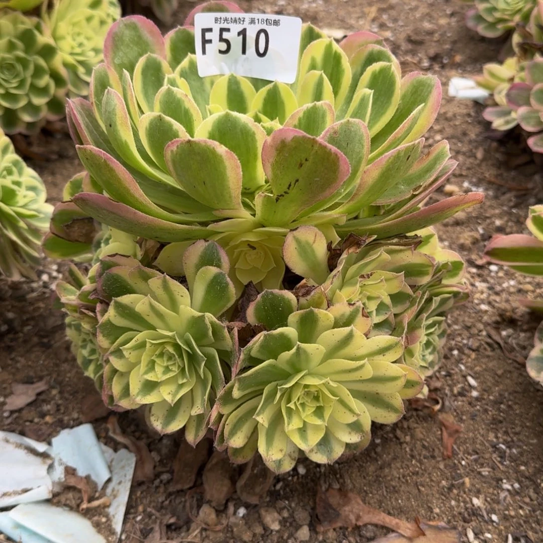 510玉姿多肉植物，