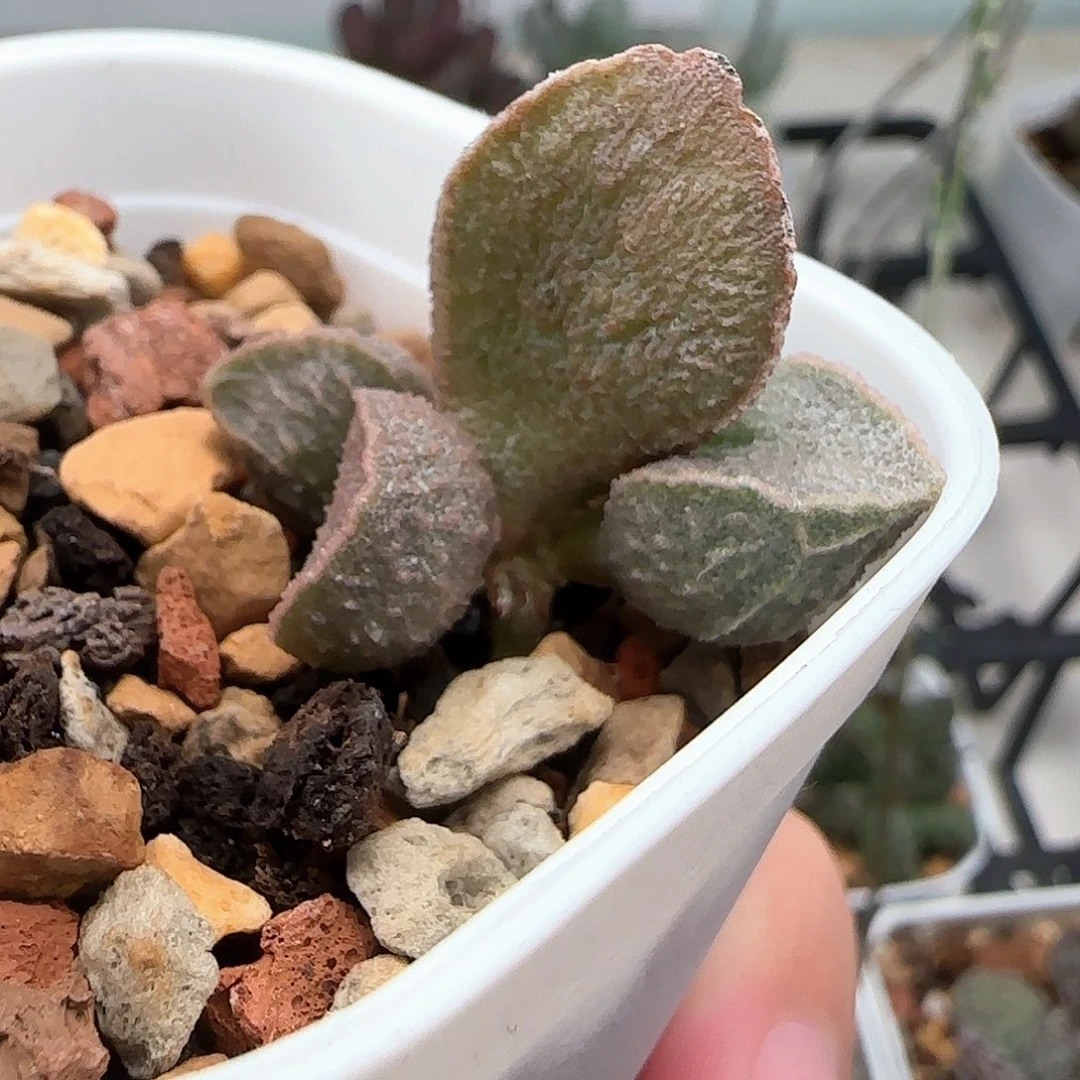 司音水泡多肉植物