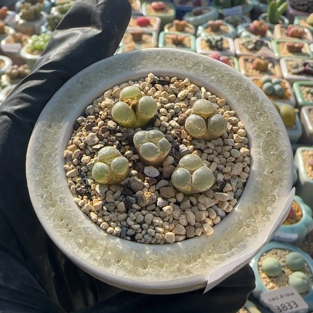 4136-一物一拍 带盆 樱花