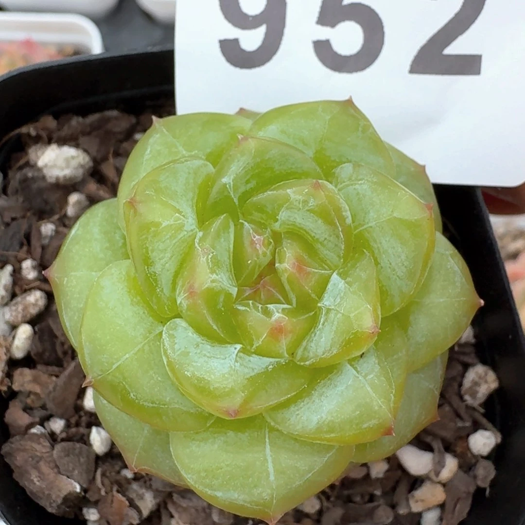 孤品珍妮         多肉植物