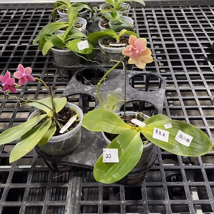 当前无花栽培后可以开花33 任何理由都不售后