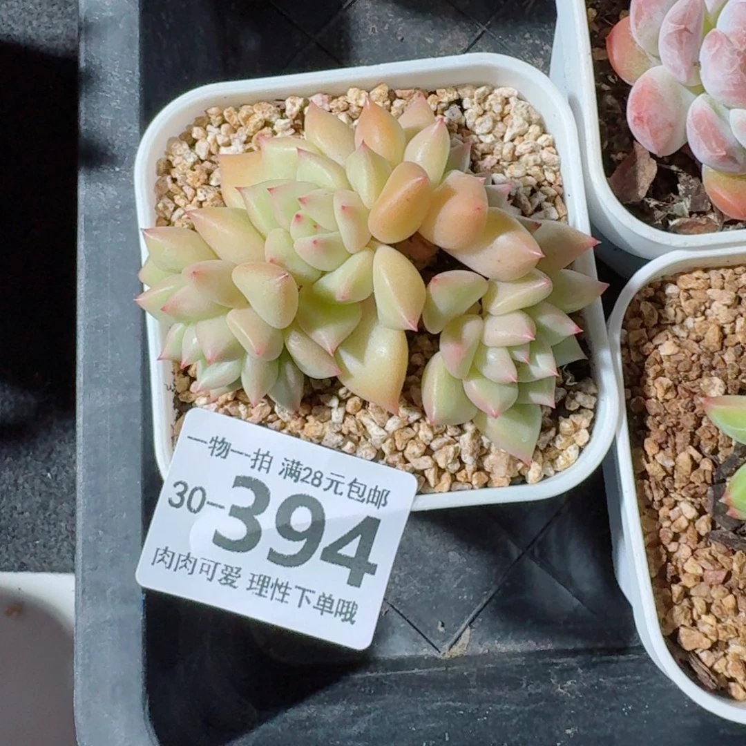 黄金象牙无盆土发货无盆土发货无