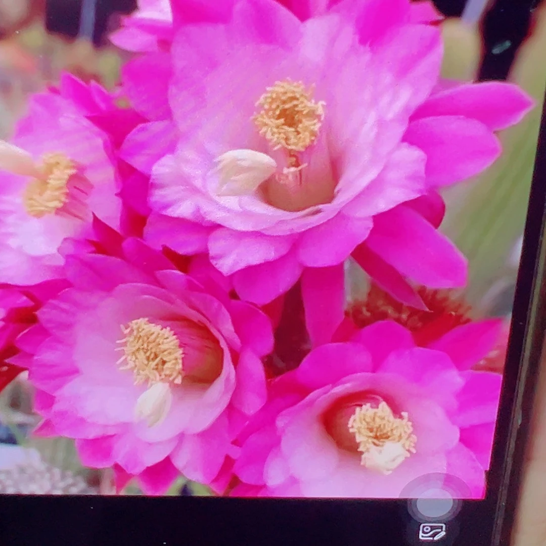 金妞 海姆 弯 侧芽 满20包邮
