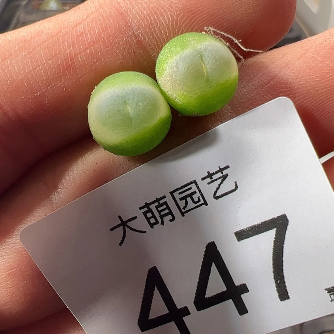 一物一拍。      447