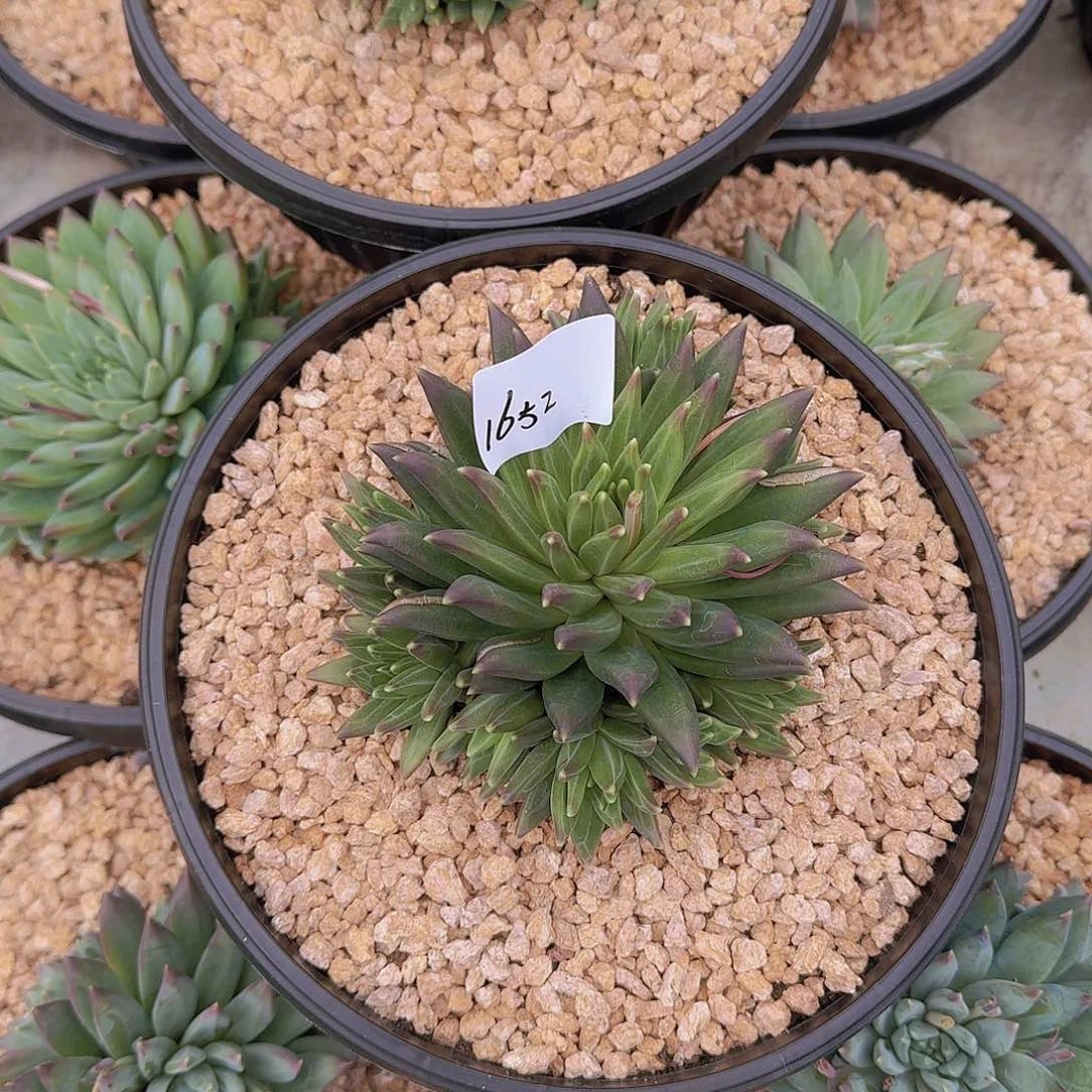 来***张1652美人杂多肉植物