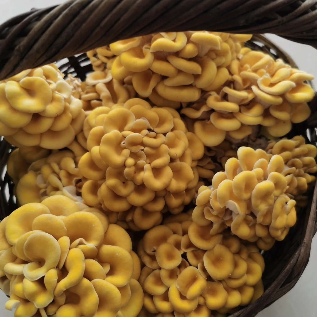 |有机标准｜榆黄菇 400g/800g现采现摘新鲜食用菌