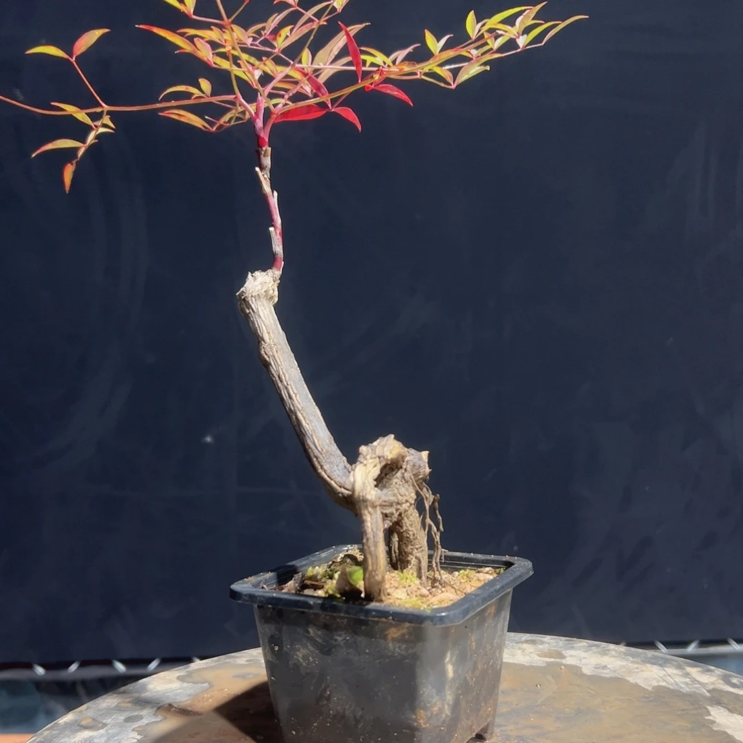 不开花植物000000010