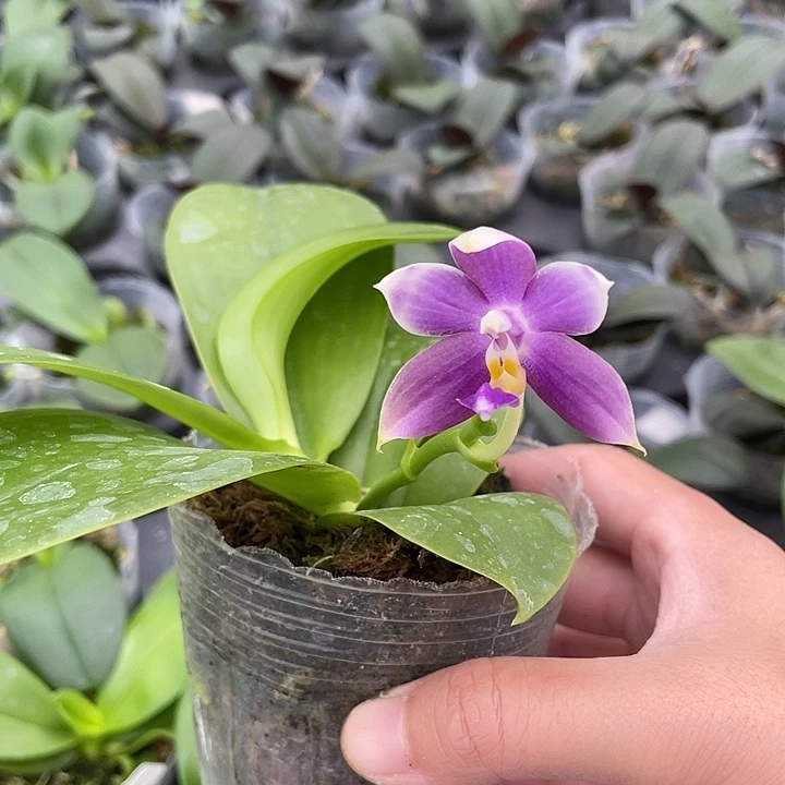 卡***哒完全开放Swr 蓝宝石交品 2.8寸 微瑕 带花浓香