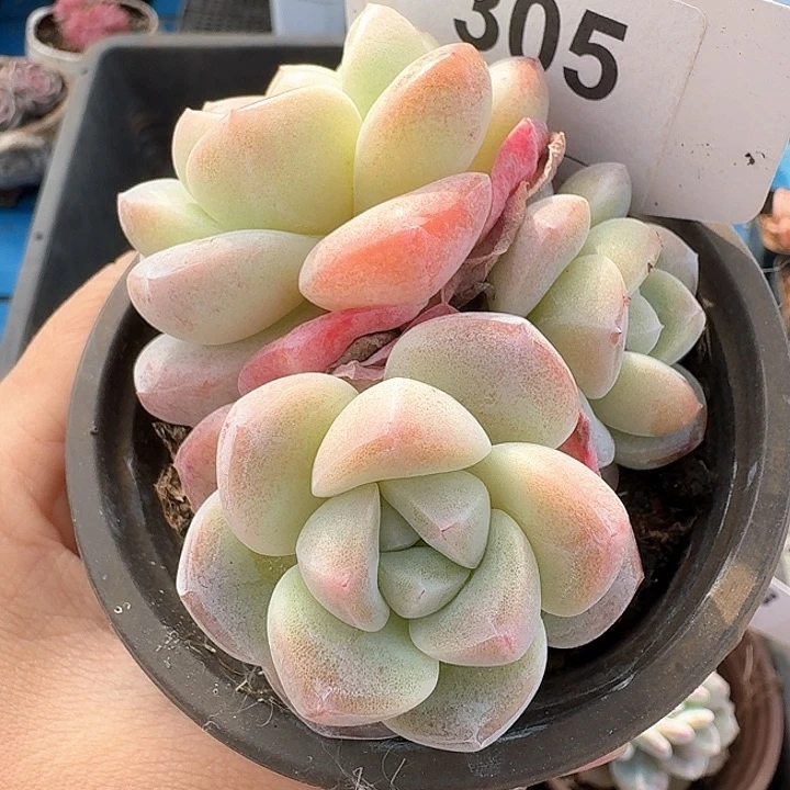 冰玉多肉植物3头305