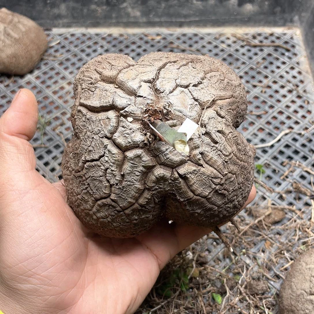 龟甲龙一物一拍2261号11cm