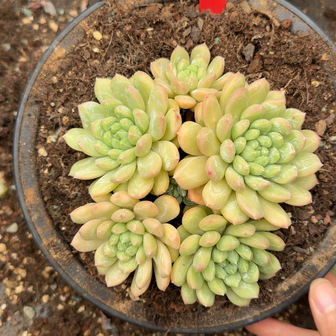 133。     百达翡翠