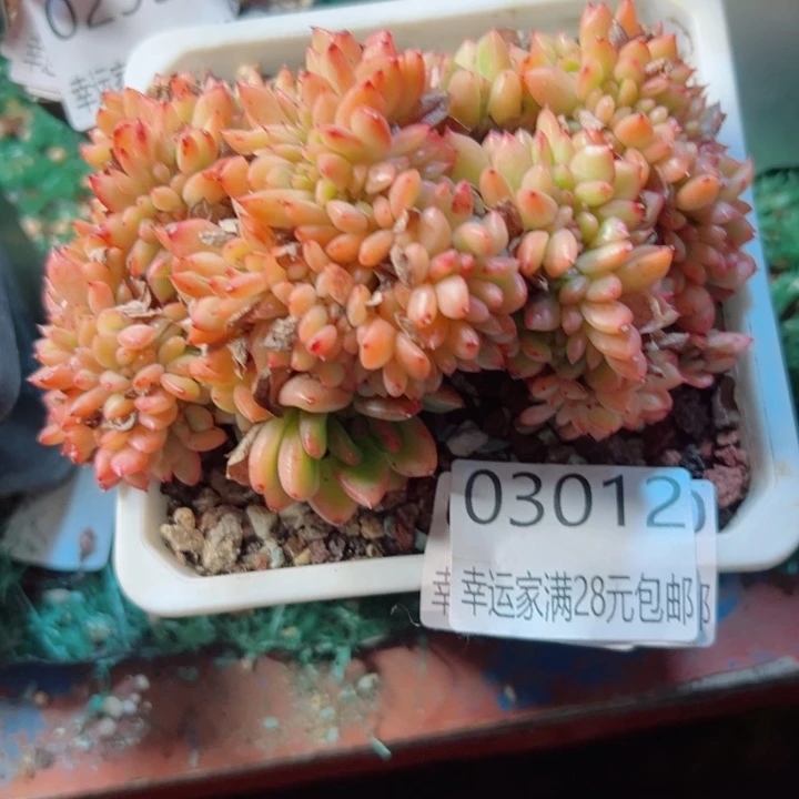 幸运的是我还没遇到过