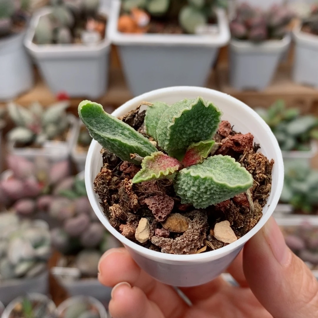 绿皮水泡多肉植物