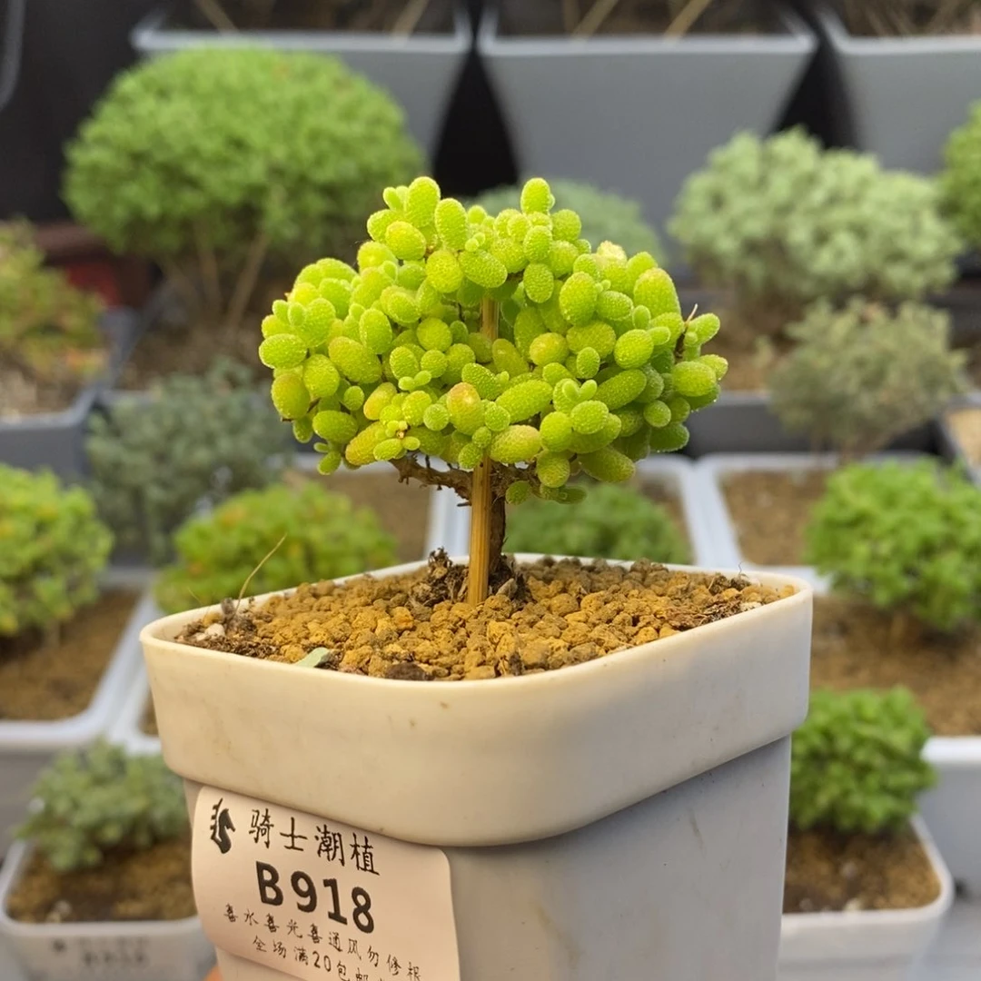 918蜜橘糖球枝干