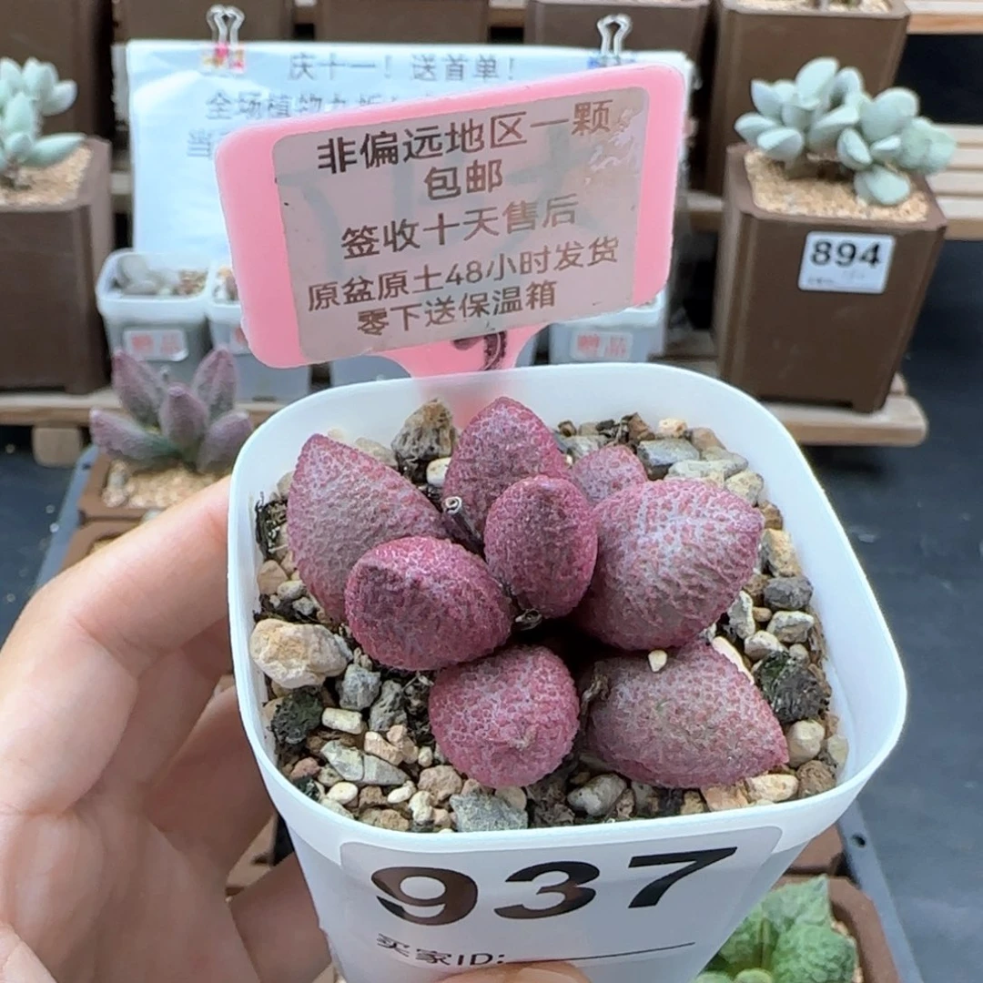 937糖果多肉植物