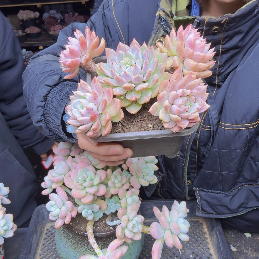 夏***天018霜花一颗一物一拍