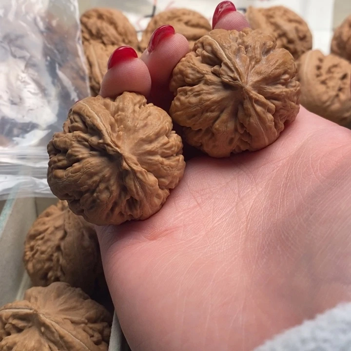 老***任霸王龙全品无修一刀没动