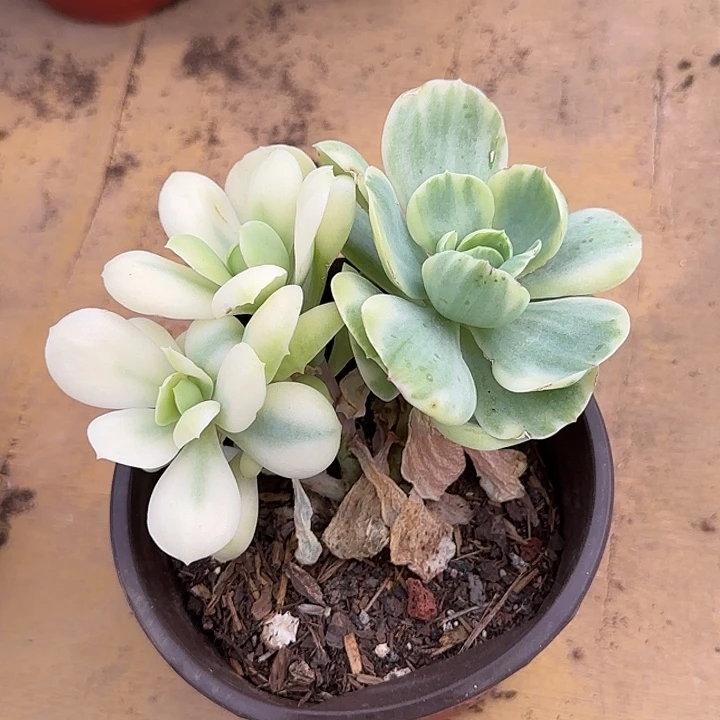 鸡蛋碧桃锦惊鸿一物一拍包装收缩花旱