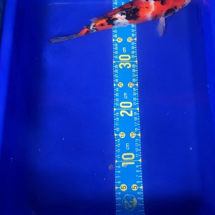 锦鲤i*p红白三色介子大正17