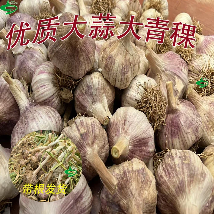 2025紫皮大蒜晚熟济南白桥大青棵蒜种可吃可种正规包装品种对版