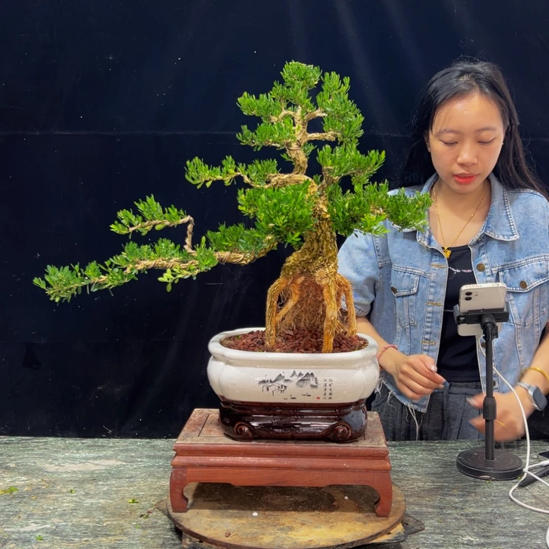 无花朵广东黄杨四季常青