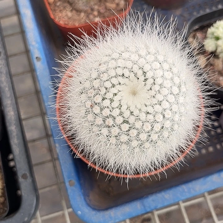 我的心好痛啊我的