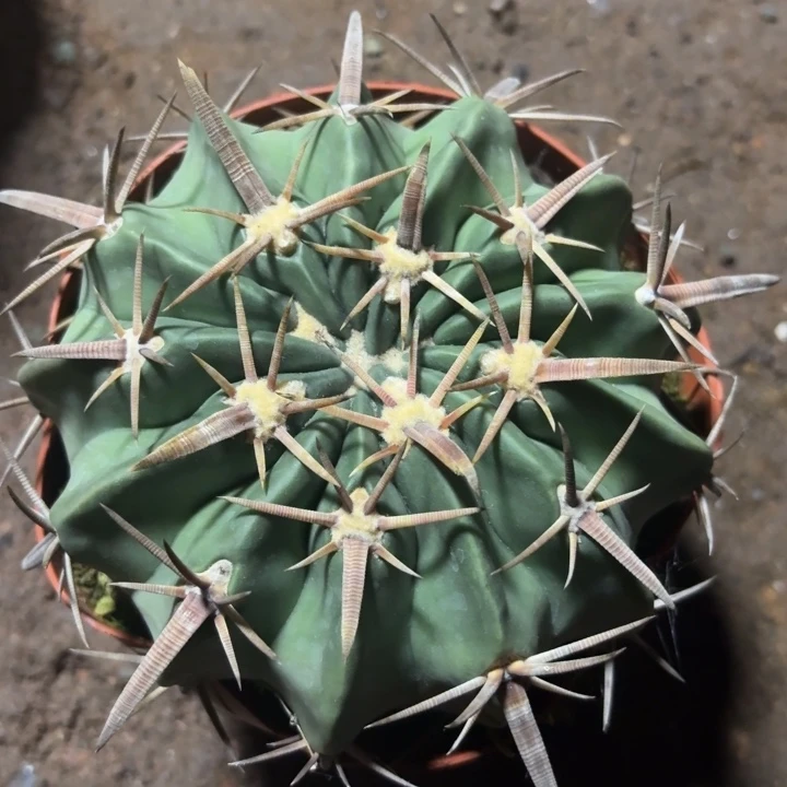 无花朵实生宽刺割刺凌波