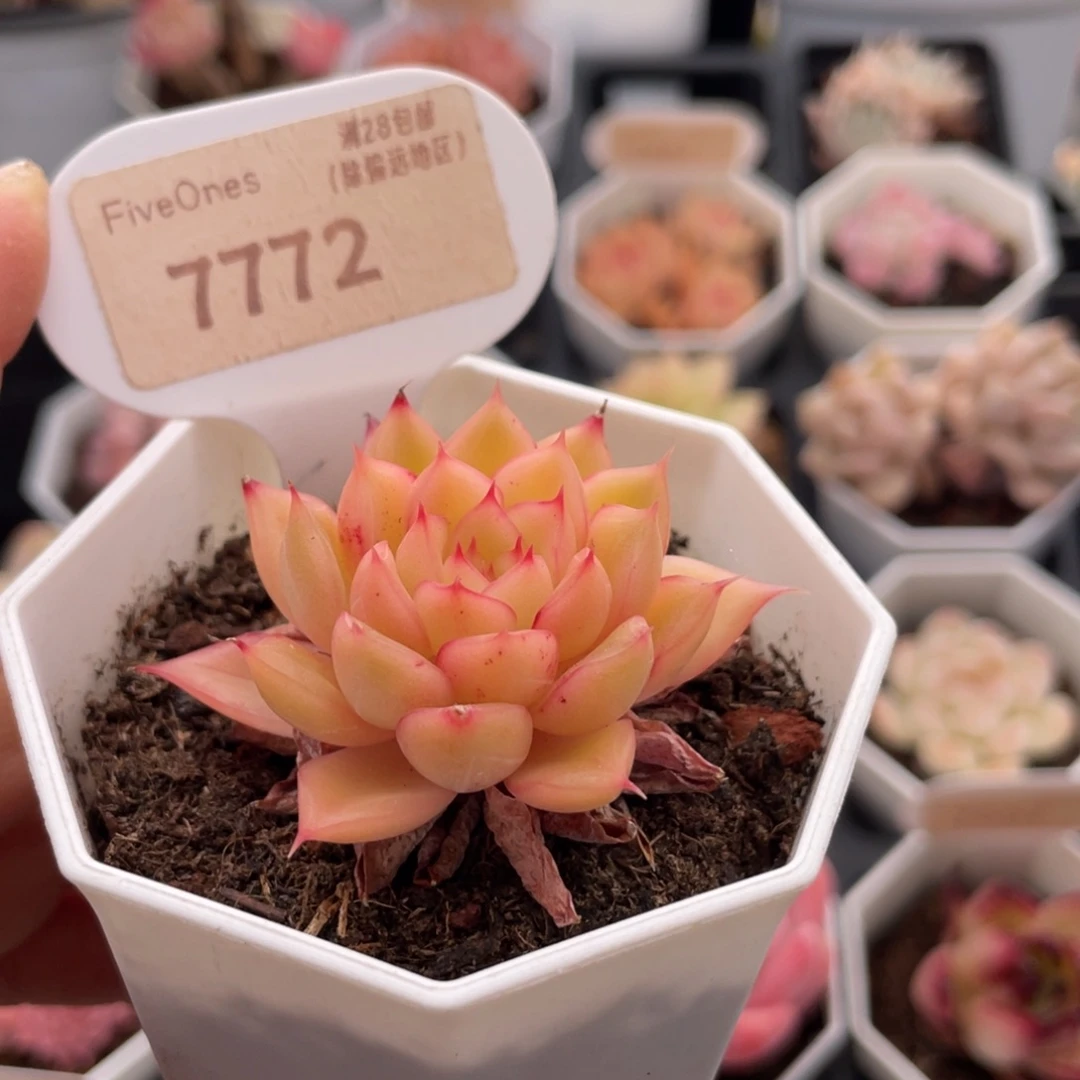 闪光7772-4.0厘米